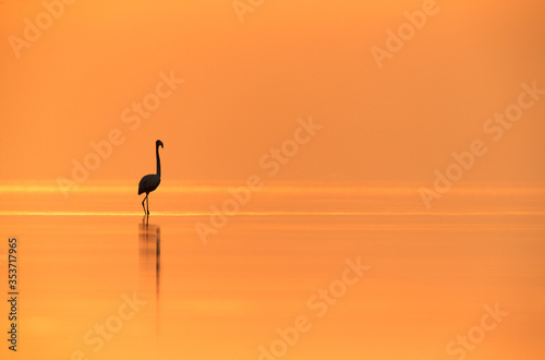 Greater Flamingo in the morning, Asker, Bahrain