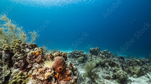 Fototapeta Naklejka Na Ścianę i Meble -  Seascape in turquoise water of coral reef in Caribbean Sea / Curacao with fish, coral and sponge