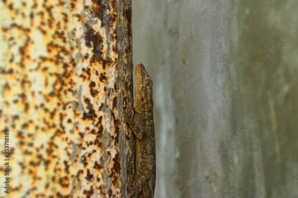 Common House Wall Lizard At home, animal gecko dragon predator tail Common House Wall Lizard At home, animal gecko dragon predator tail