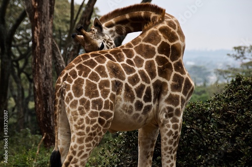 Giraffe scratching itself