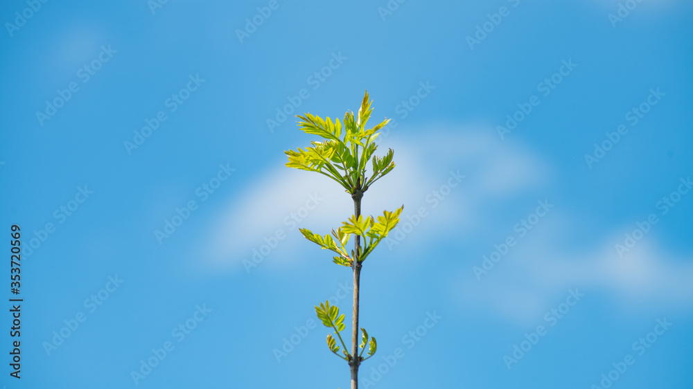 Young clear green stem of young tree on cloudy blue sky background
Young clear green stem of young tree on cloudy blue sky background