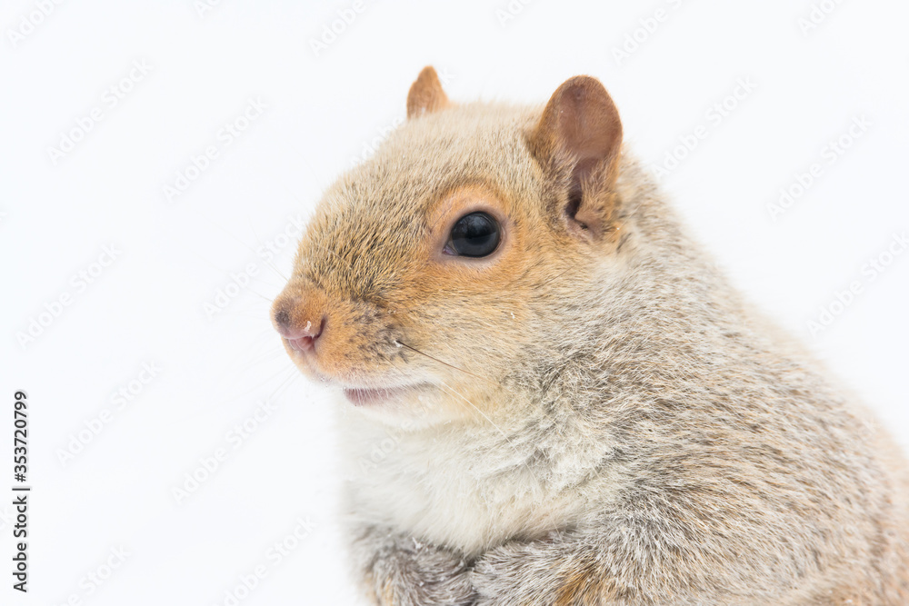 Obraz premium An abnormally pale (possibly leucistic) Eastern Grey Squirrel on Mount Royal in Montreal, Canada.