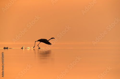 Greater Flamingo in the morning  Asker  Bahrain