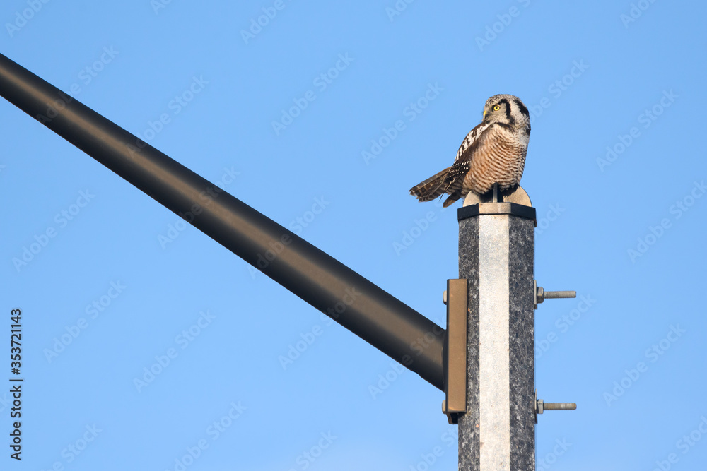 Foto de A Northern Hawk Owl sits atop a lamp post in Schomberg, Ontario