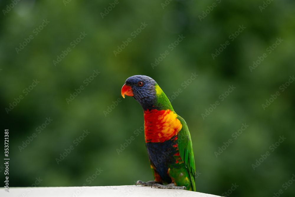 Naklejka premium Sydney, Australia. Lorikeets eating on the balcony.