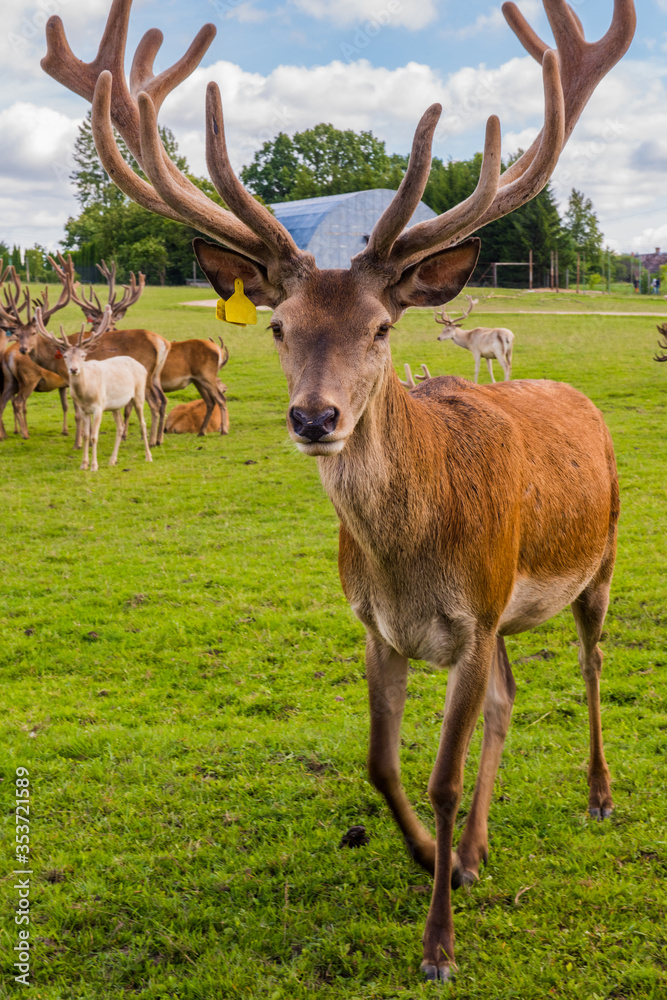 Deer with big horns on the green field Deer with big horns on the green field
