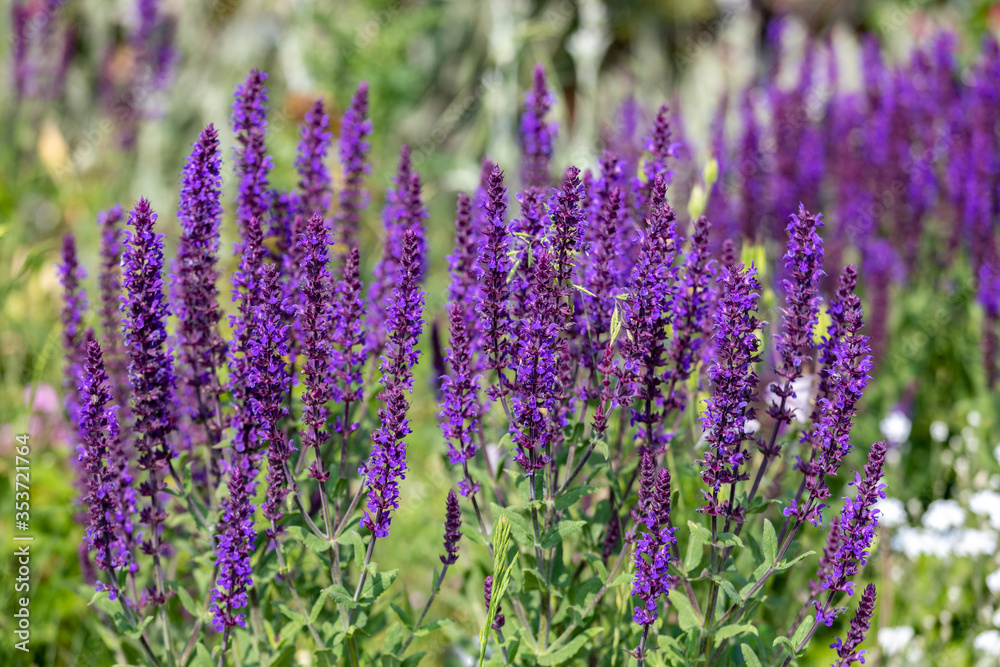 Fototapeta premium Purple flowers Ajuga spring in the meadow