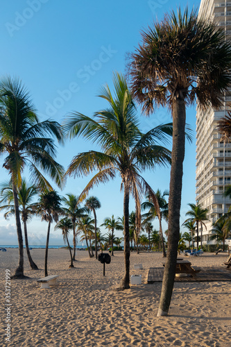 palm trees on the beach © elder