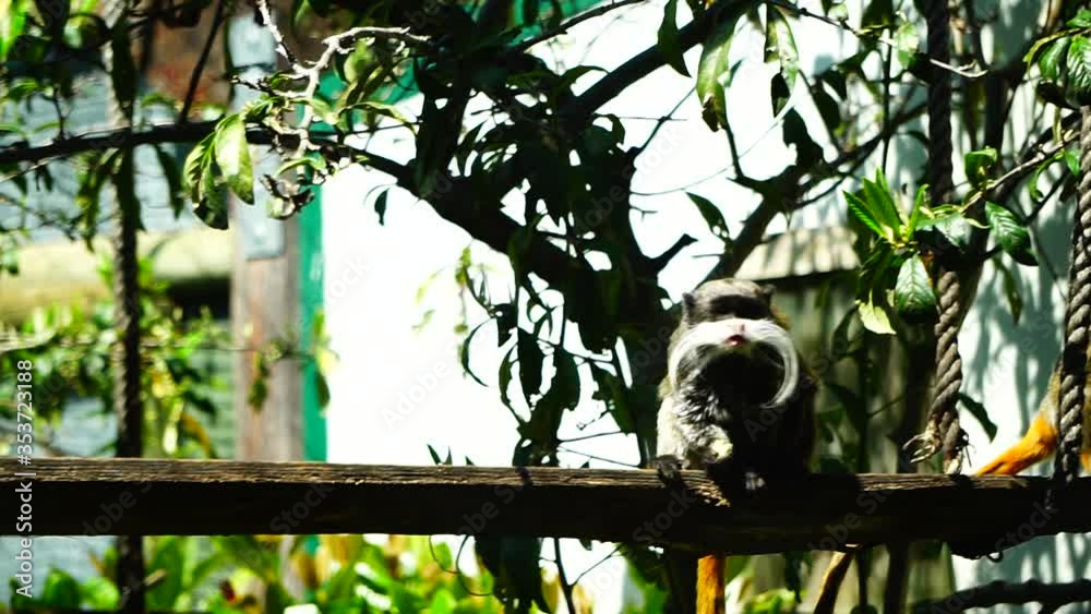 Emperor tamarin (Saguinus imperator) on a branch with plants 