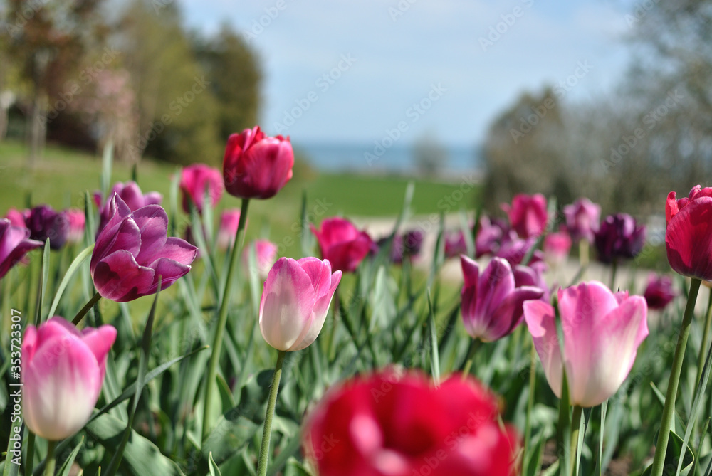 Spring tulips