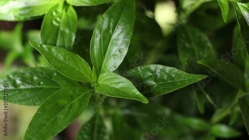 fresh medicine herbs organic plant leaves,top view, Andrographis paniculata. photo