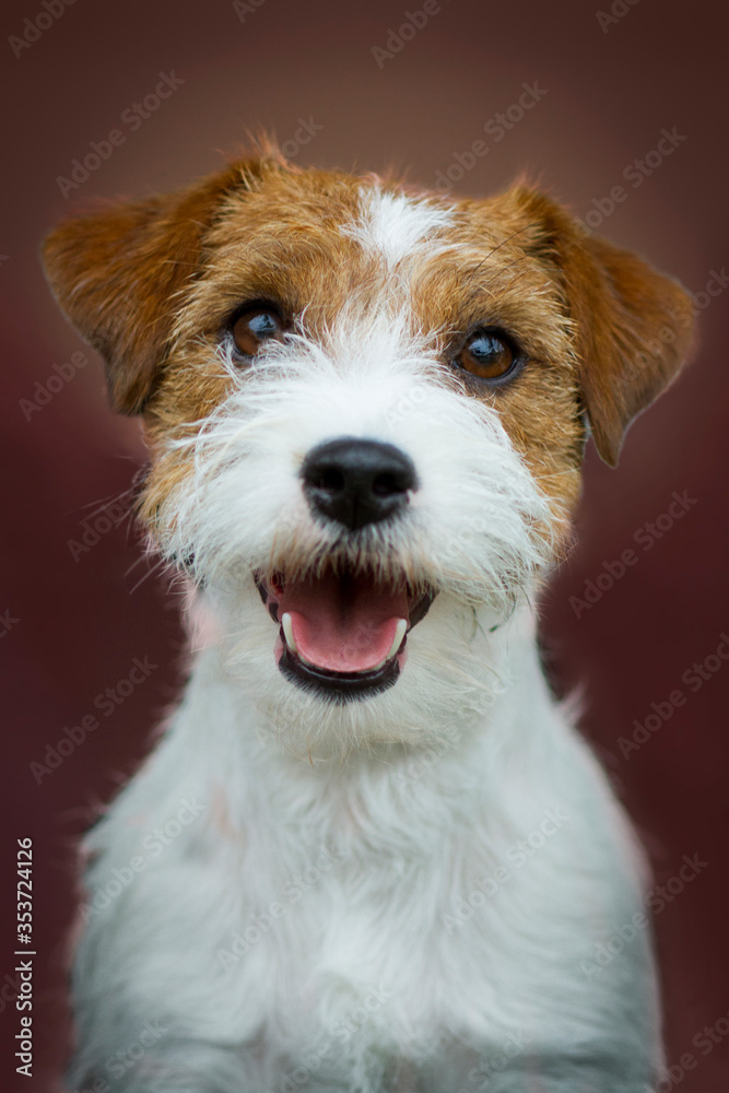 jack russell terrier portrait jack russell terrier portrait