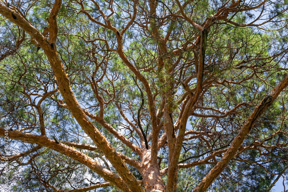 Fototapeta premium Bottom view of the pine tree crown.