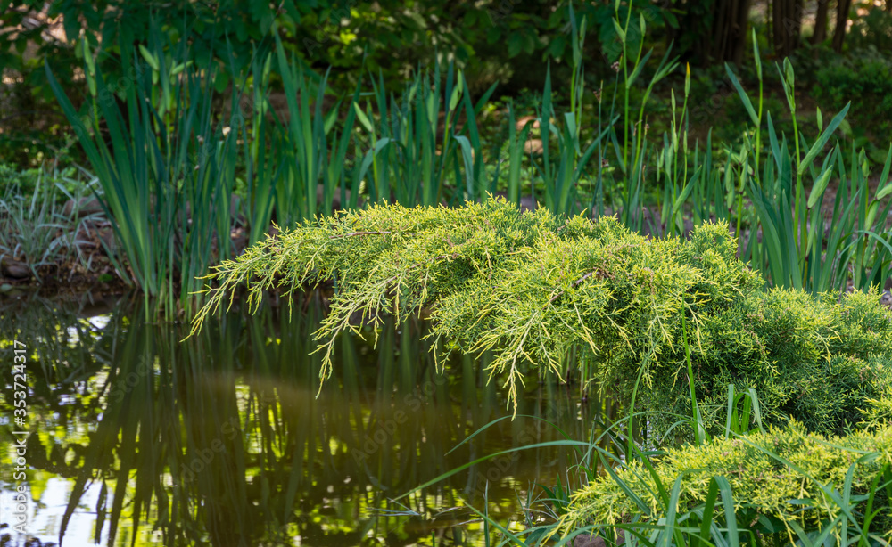 Young green with yellow tops twigs of Juniperus pfitzeriana or Juniperus media Golden Saucer. Juniper grows on pond shore. Nature concept for design. Place for your text Young green with yellow tops twigs of Juniperus pfitzeriana or Juniperus media Golden Saucer. Juniper grows on pond shore. Nature concept for design. Place for your text