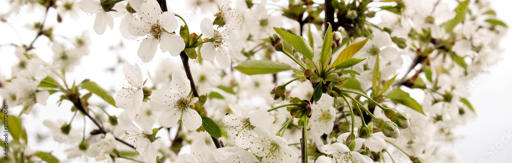 Fototapeta premium White flowers on a tree with green petals