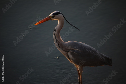 grey heron closeup