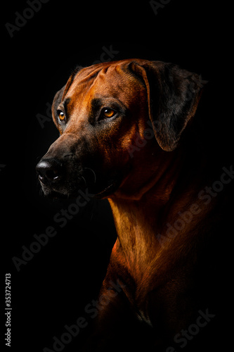 Rhodesian ridgeback in studio