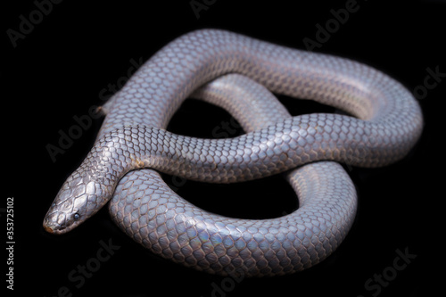 Xenopeltis unicolor Shedding it's Skin. Common names: sunbeam snake is a non-venomous sunbeam snake species found in Southeast Asia and some regions of Indonesia. isolated on black background
