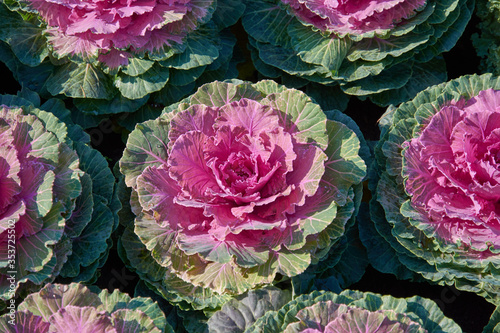 Decorative composition of fresh decorative brassica oleracea, variety Pigeon Red, autumn bouquet. Multicolored decorative cabbage in autumn botanical garden.