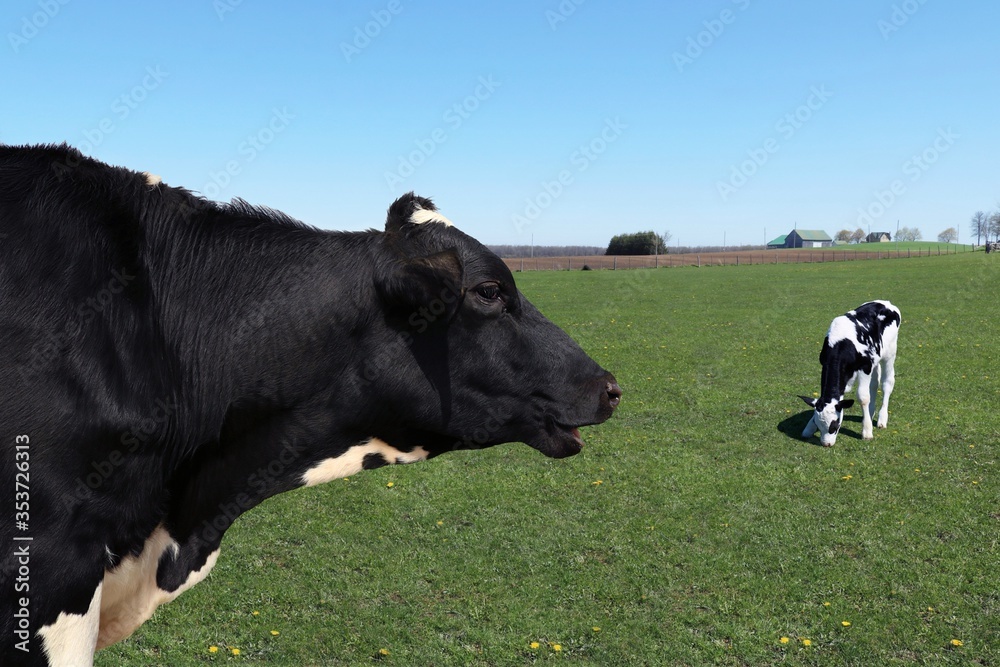 Close-up of Holstein cow profile head and shoulders with newborn calf standing behind in the field Close-up of Holstein cow profile head and shoulders with newborn calf standing behind in the field