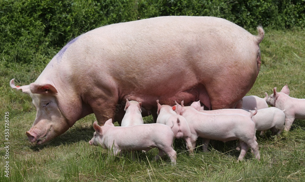 Domestic pig suckling on fresh grass on meadow Domestic pig suckling on fresh grass on meadow