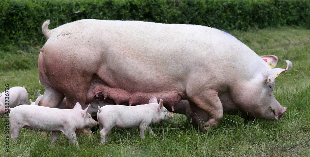 Domestic pig suckling on fresh grass on meadow Domestic pig suckling on fresh grass on meadow