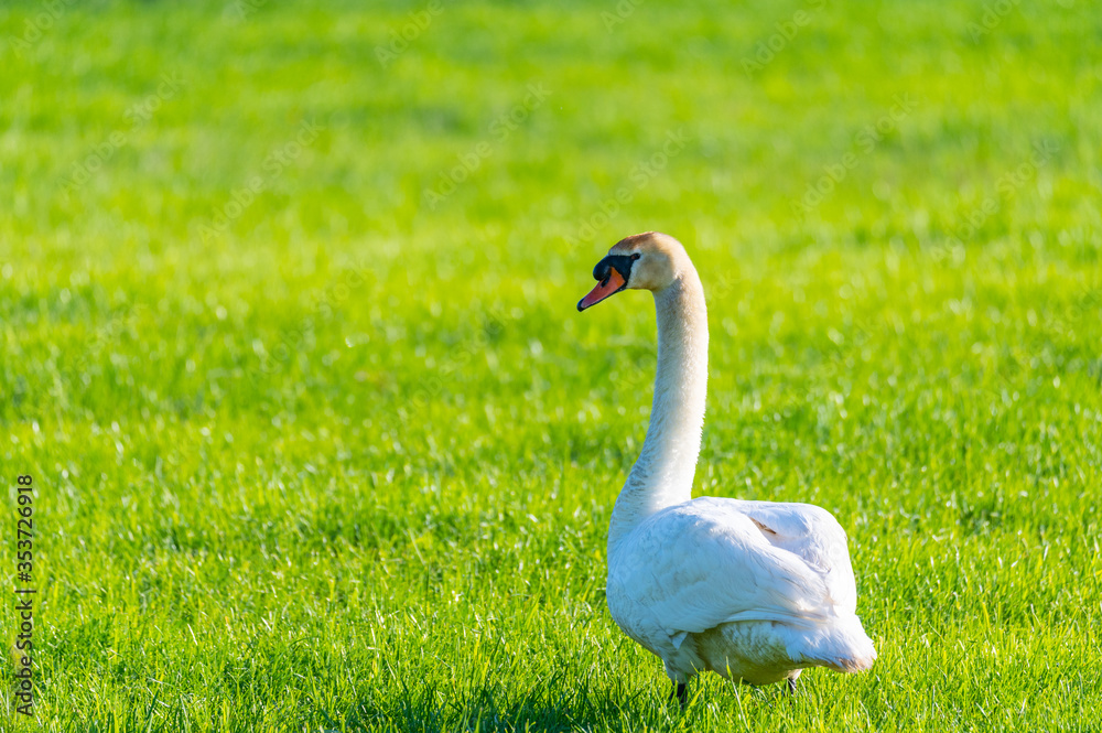 a swan family rests on a mown field, the two parents take care of their little ones who cuddle up to the mother a swan family rests on a mown field, the two parents take care of their little ones who cuddle up to the mother
