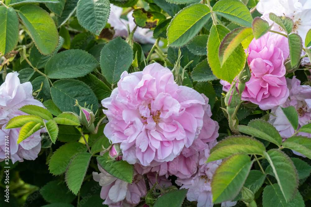 Fototapeta premium Closeup of bulgarian pink rose in a garden