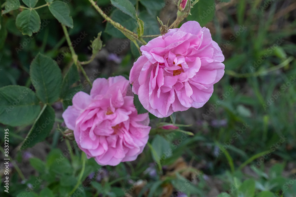 Closeup of bulgarian pink rose in a garden Closeup of bulgarian pink rose in a garden