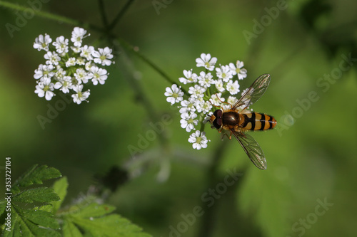 Beautiful Hoverfly on a white flower in the forest photo