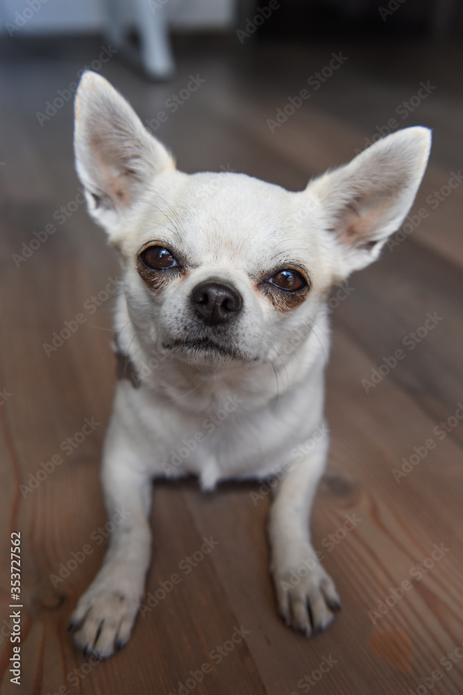 cane pelo bianco corto chihuahua