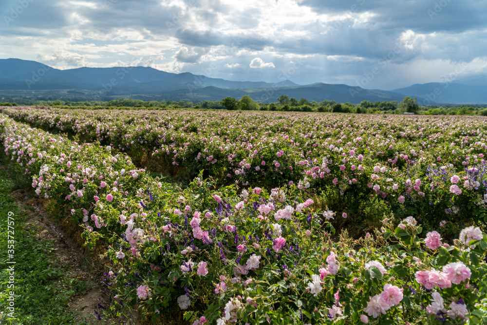 Valley covered in bulgarian pink rose during sunset Valley covered in bulgarian pink rose during sunset