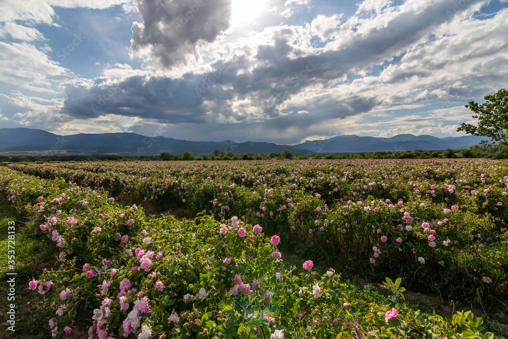 Valley covered in bulgarian pink rose during sunset Valley covered in bulgarian pink rose during sunset