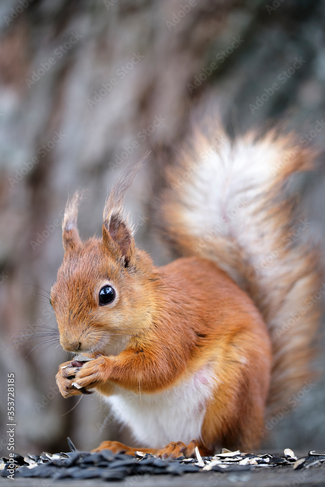 Red squirrel eats sunflower seeds sitting on a hemp. A close-up. Red squirrel eats sunflower seeds sitting on a hemp. A close-up.