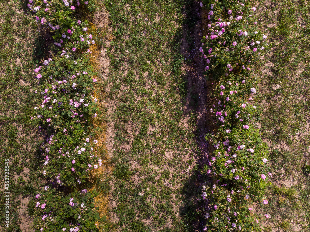 Obraz premium Top view of Bulgarian pink rose bush
