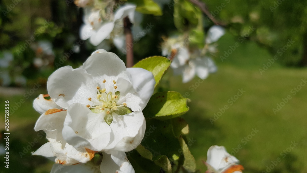 White apple blossom flower on a green background.. A tree blooms White apple blossom flower on a green background.. A tree blooms