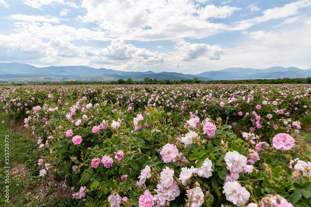Valley covered in bulgarian pink rose during sunset Valley covered in bulgarian pink rose during sunset