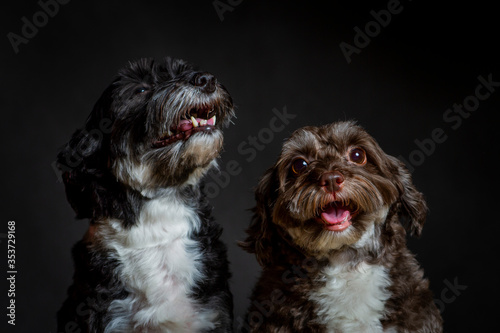 Adorable dog in studio lights