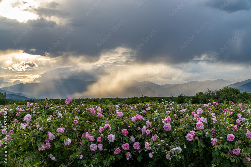 Valley covered in bulgarian pink rose during sunset Valley covered in bulgarian pink rose during sunset