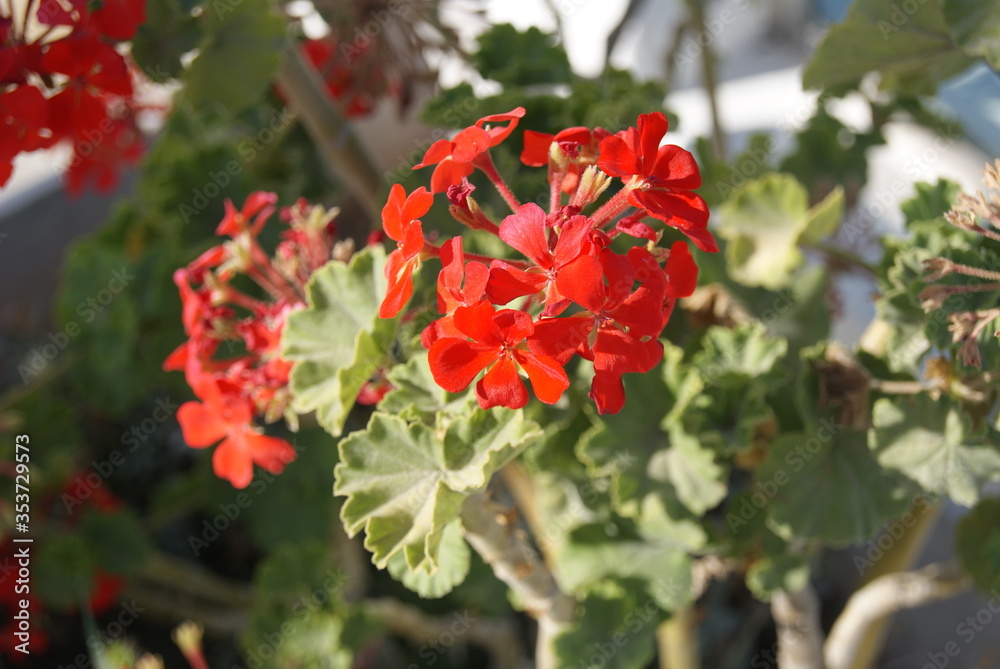 red flower in the garden