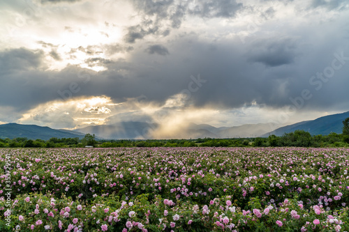 Valley covered in bulgarian pink rose during sunset