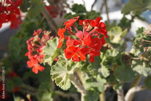 red flower in the garden