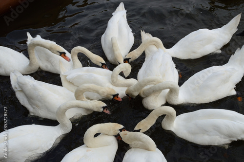 Swans in the Water