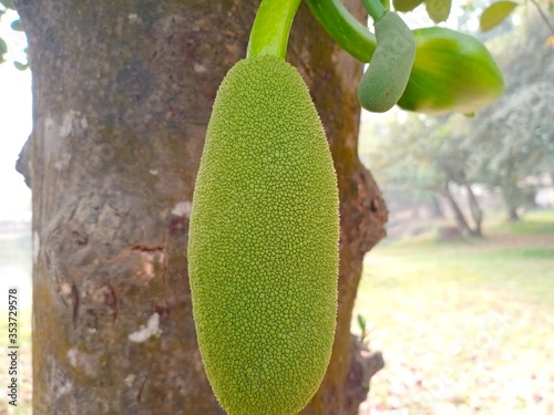 Jack fruit flower,Young jack fruit,Asian summer fruits named Jack fruit .it is baby fresh Jack fruit. It is green when is in the early age.