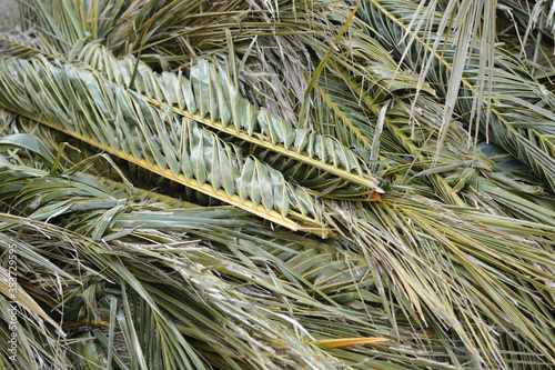 Tropical Palm Tree Leaves