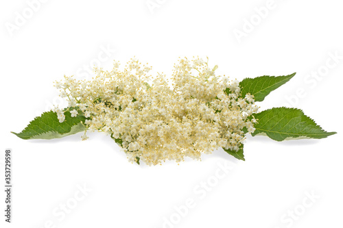 branch, elderberry flower on a white background, isolated.