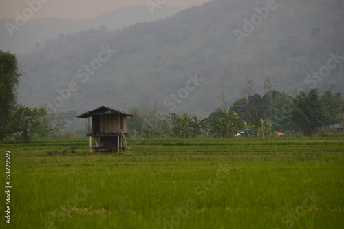 Rice Paddy Fields