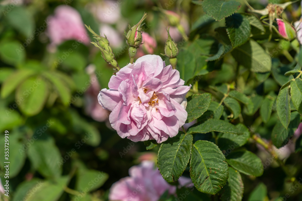 Closeup of bulgarian pink rose in a garden Closeup of bulgarian pink rose in a garden