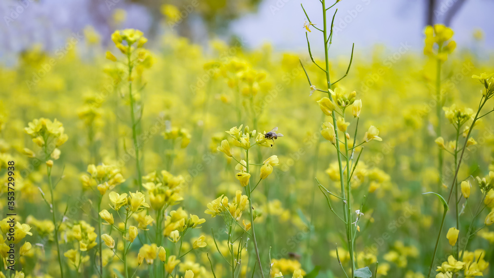 mustard field - close up of yellow mustard flowers mustard field - close up of yellow mustard flowers