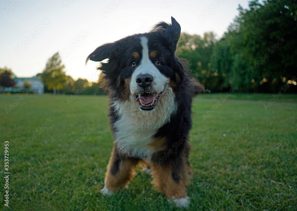 Happy playful Bernese Mountain Dog at the park 